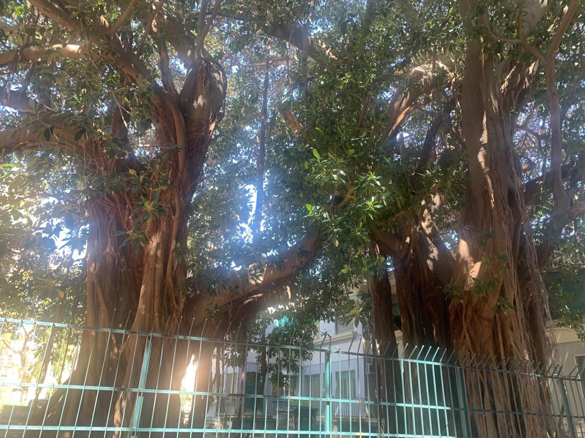 Casa Raccuglia *